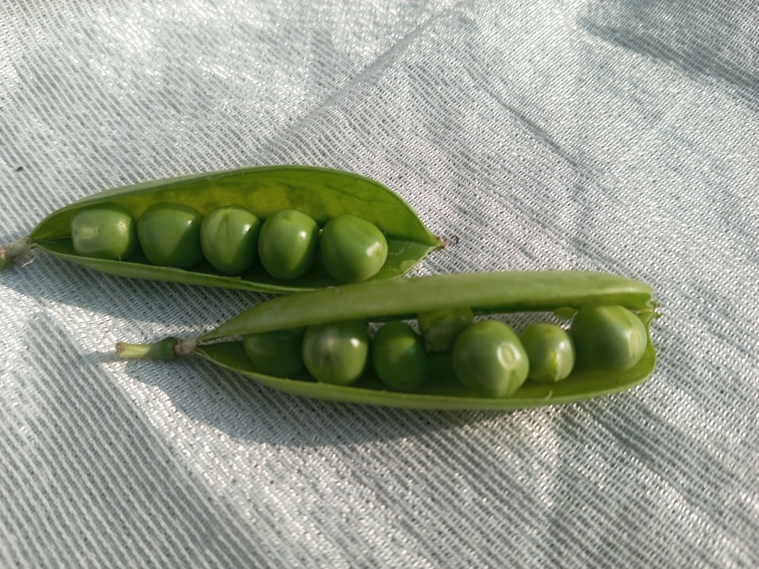 Semi e frutta secca: semi di lino, noci, mandorle e semi di girasole